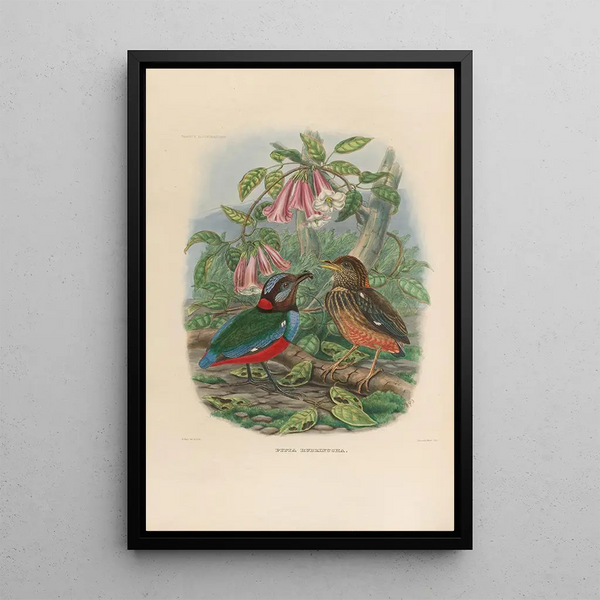 Reproductie van het schilderij Een monografie van de Pittidae of familie van miereneters Pl33 - Daniel Giraud Elliot