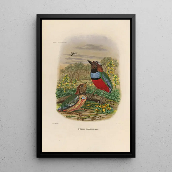 Reproductie van het schilderij Een monografie van de Pittidae of mierenetersfamilie Pl34 - Daniel Giraud Elliot