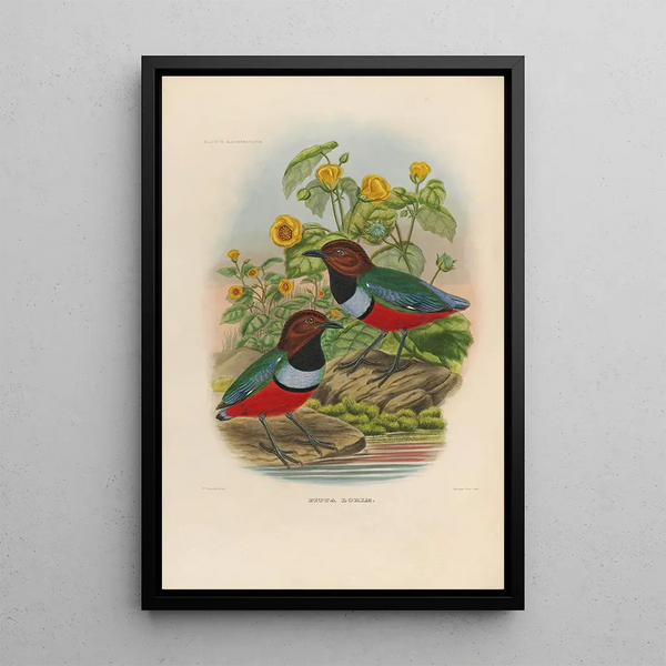Een monografie van de Pittidae of mierenetersfamilie Pl35 - Daniel Giraud Elliot — ingelijst kunstwerk aan de muur