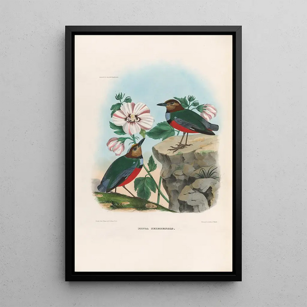 Reproductie van het schilderij Een monografie van de Pittidae of mierenetersfamilie Pl36 - Daniel Giraud Elliot