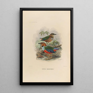 Daniel Giraud Elliot - A monograph of the Pittid or family of antthrushes Pl37.webp