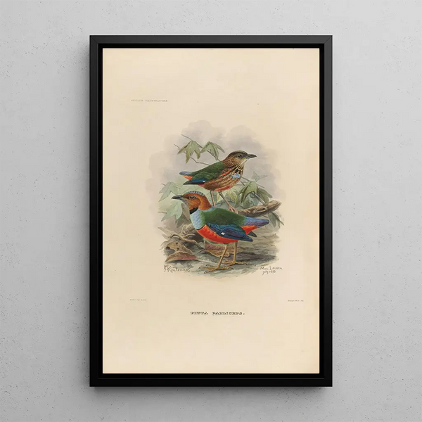 Een monografie van de Pittidae of mierenetersfamilie Pl37 - Daniel Giraud Elliot — ingelijst kunstwerk aan de muur