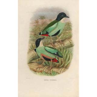 Daniel Giraud Elliot - A monograph of the Pittid or family of antthrushes Pl38.webp