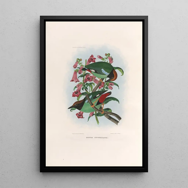 Een monografie van de Pittidae of mierenetersfamilie Pl39 - Daniel Giraud Elliot — ingelijst kunstwerk aan de muur