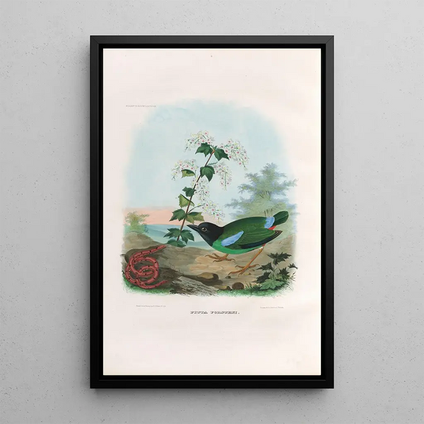 Een monografie van de Pittidae of mierenetersfamilie Pl41 - Daniel Giraud Elliot — ingelijst kunstwerk aan de muur