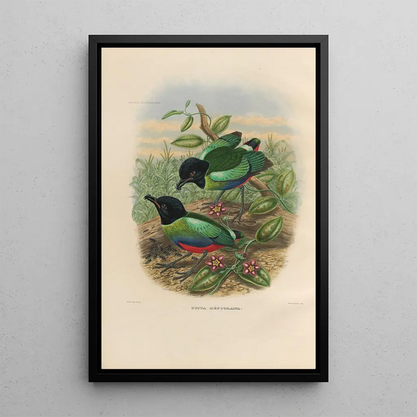 Reproductie van het schilderij Een monografie van de Pittidae of mierenetersfamilie Pl42 - Daniel Giraud Elliot