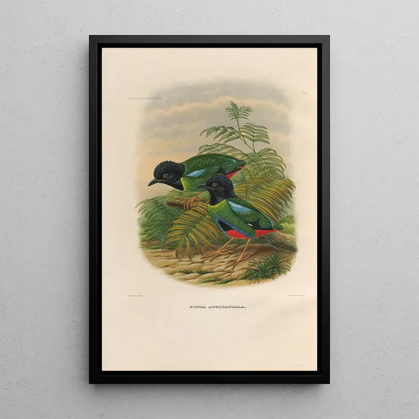 Een monografie van de Pittidae of mierenetersfamilie Pl43 - Daniel Giraud Elliot — ingelijst kunstwerk aan de muur