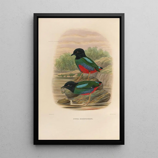 Daniel Giraud Elliot - A monograph of the Pittid or family of antthrushes Pl44.webp