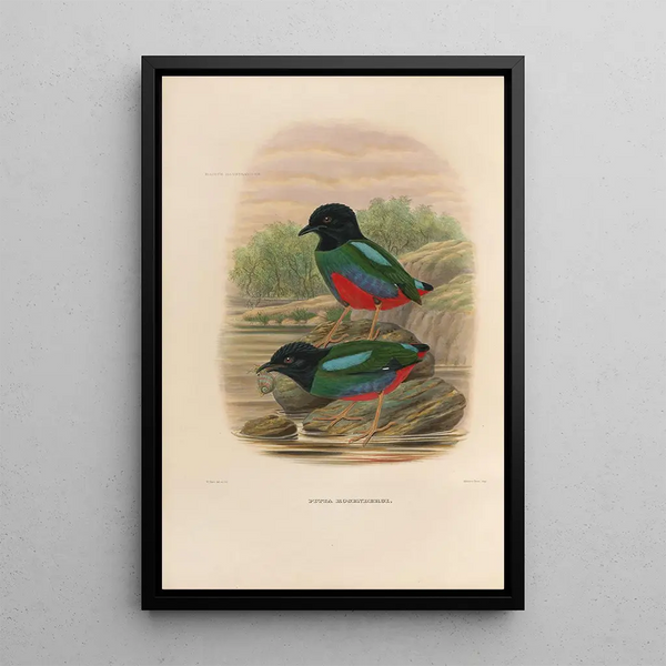 Een monografie van de Pittidés of familie van miereneters Pl44 - Daniel Giraud Elliot — ingelijst kunstwerk aan de muur