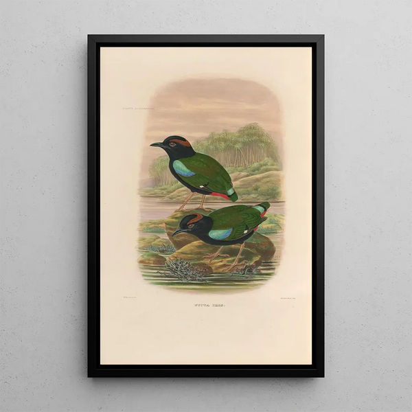 Reproductie van het schilderij Een monografie van de Pittidés of mierenetersfamilie Pl45 - Daniel Giraud Elliot