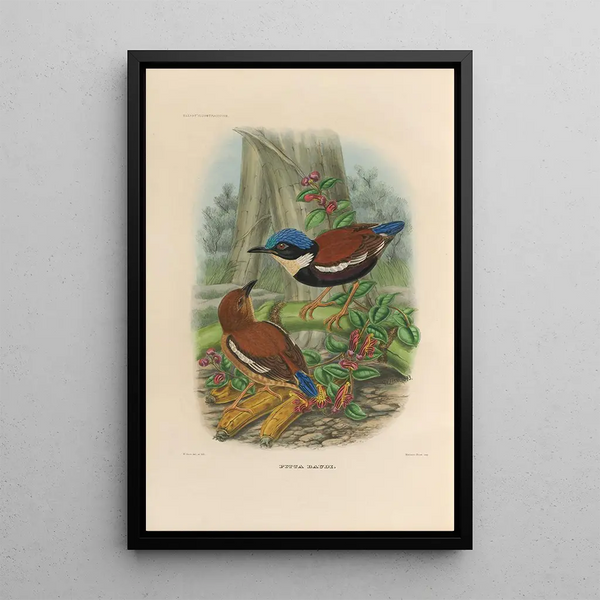 Een monografie van de Pittidae of mierenetersfamilie Pl46 - Daniel Giraud Elliot — ingelijst kunstwerk aan de muur