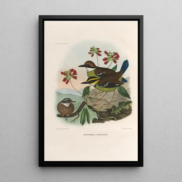Reproductie van het schilderij Een monografie van de Pittidae of mierenetersfamilie Pl47 - Daniel Giraud Elliot