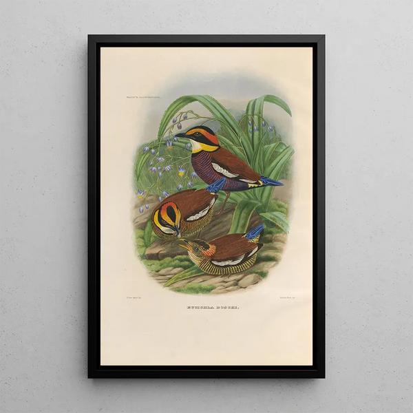 Een monografie van de Pittidae of mierenetersfamilie Pl48 - Daniel Giraud Elliot — ingelijst kunstwerk aan de muur