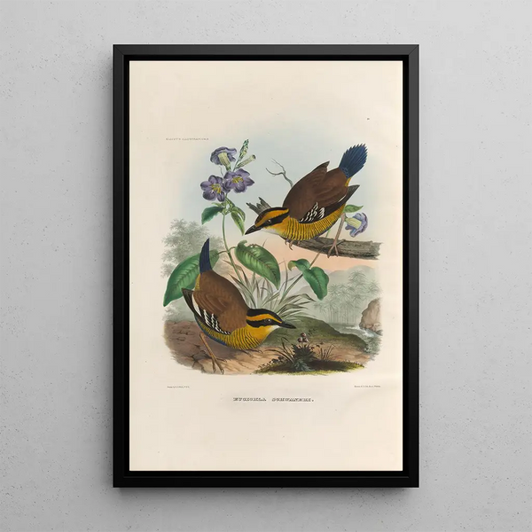 Reproductie van het schilderij Een monografie van de Pittidae of mierenetersfamilie Pl49 - Daniel Giraud Elliot