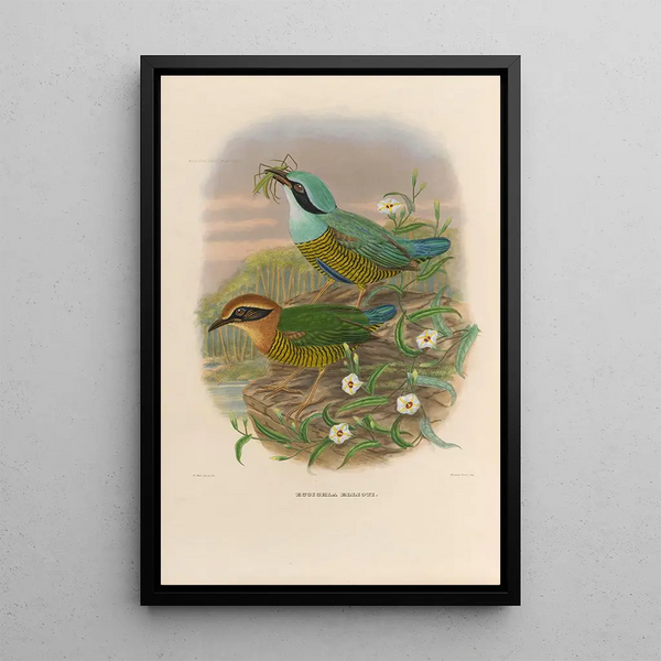 Een monografie van de Pittidae of mierenetersfamilie Pl50 - Daniel Giraud Elliot — ingelijst kunstwerk aan de muur