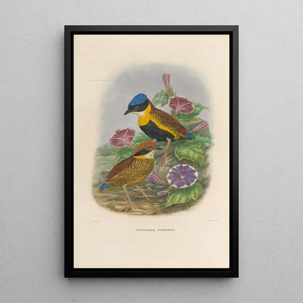 Reproductie van het schilderij Een monografie van de Pittidae of mierenetersfamilie Pl51 - Daniel Giraud Elliot
