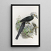 Anorrhinus leucolophus - Daniel Giraud Elliot — ingelijst kunstwerk aan de muur