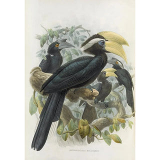 Daniel Giraud Elliot - Anthracoceros malayanus.webp