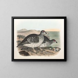 Daniel Giraud Elliot - Arctic Sharp Tailed Grouse.webp