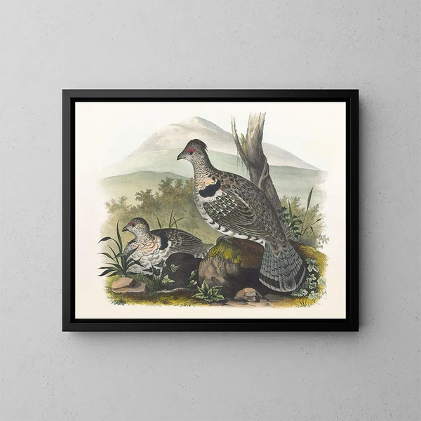 Arctic Tern - Daniel Giraud Elliot — framed artwork on a wall