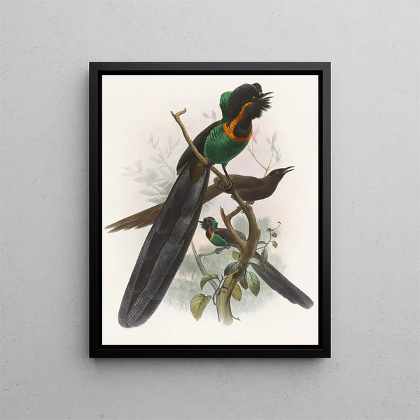 Astrapia nigra - Daniel Giraud Elliot — framed artwork on a wall