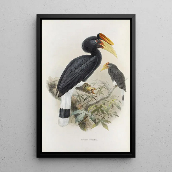 Buceros sylvestris - Daniel Giraud Elliot — ingelijst kunstwerk aan de muur