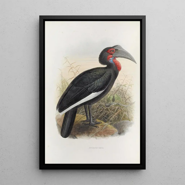 Bucorvus cafer - Daniel Giraud Elliot — ingelijst kunstwerk aan de muur