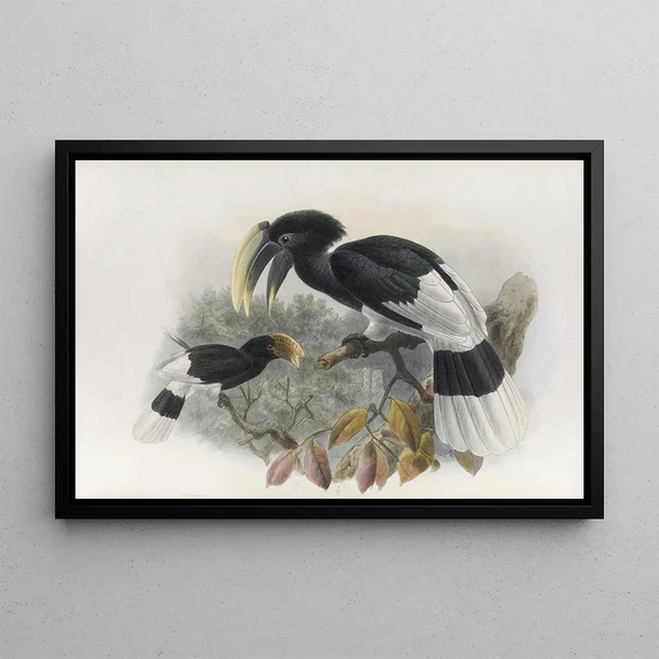 Bycanistes albotibialis - Daniel Giraud Elliot — ingelijst kunstwerk aan de muur