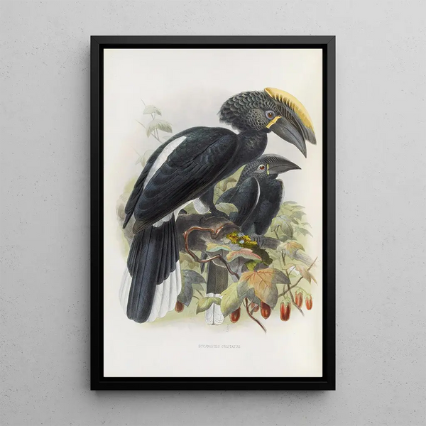 Reproductie van het schilderij Bycanistes cristatus - Daniel Giraud Elliot