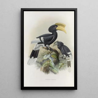 Daniel Giraud Elliot - Bycanistes cylindricus.webp