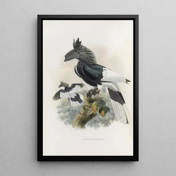 Bycanistes subcylindricus - Daniel Giraud Elliot — ingelijst kunstwerk aan de muur