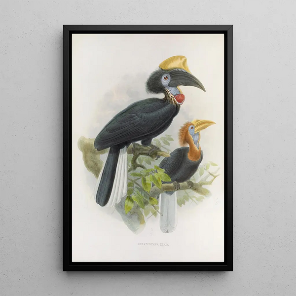 Ceratogymna elata - Daniel Giraud Elliot — ingelijst kunstwerk aan de muur
