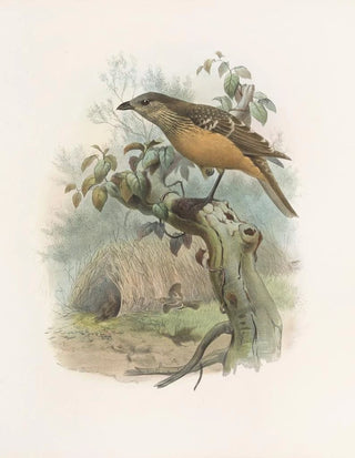 Daniel Giraud Elliot - Chlamydodera cervineiventris.webp