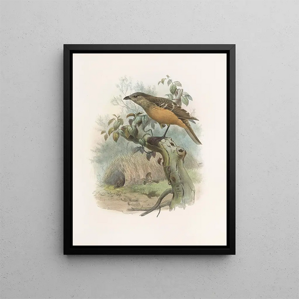 Chlamydodera cerviniventris - Daniel Giraud Elliot — framed artwork on a wall