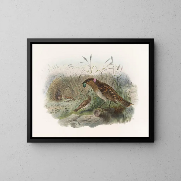 Chlamydodera maculata - Daniel Giraud Elliot — framed artwork on a wall