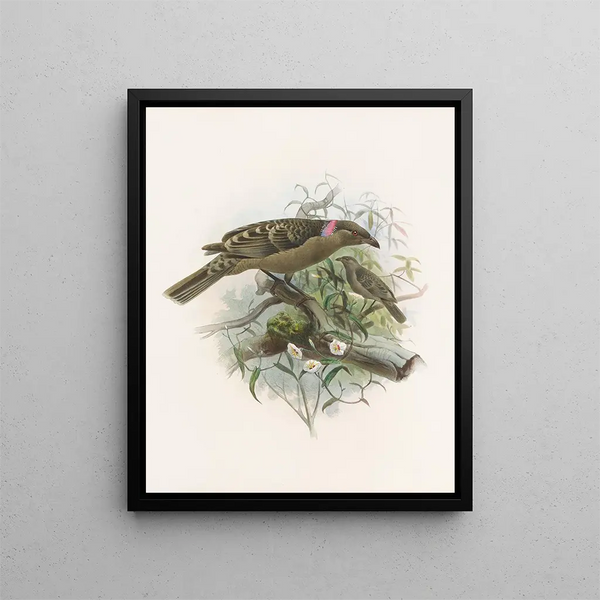 Chlamydodera nuchalis - Daniel Giraud Elliot — framed artwork on a wall