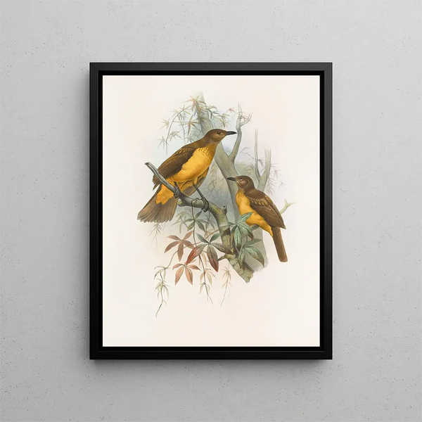 Chlamydodera xanthocantha - Daniel Giraud Elliot — framed artwork on a wall