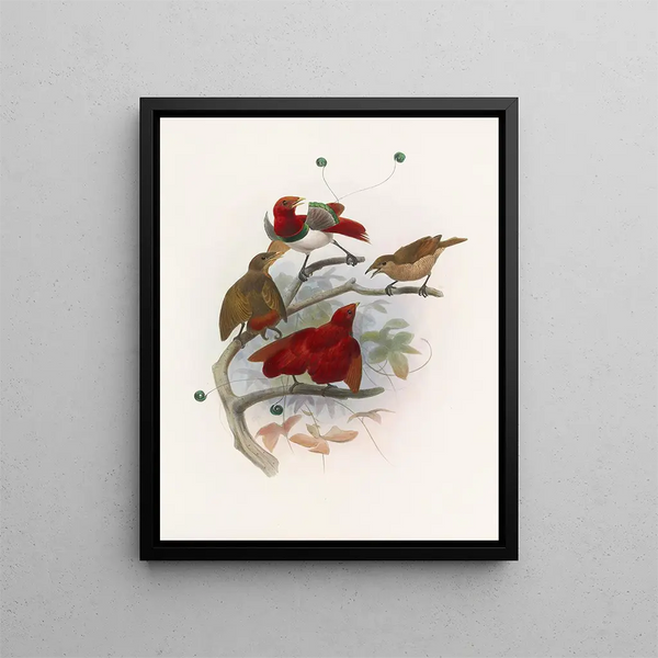 The King of Cynnurus - Daniel Giraud Elliot — framed artwork on a wall