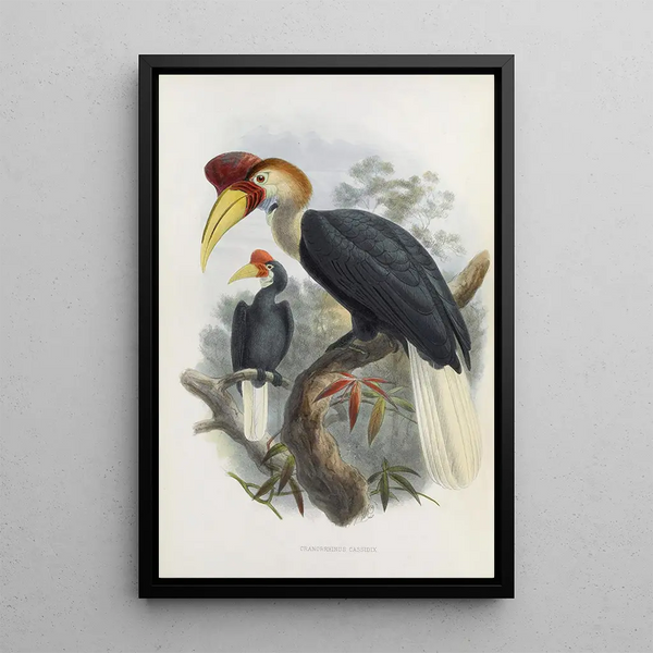 Cranorrhinus cassidix - Daniel Giraud Elliot — ingelijst kunstwerk aan de muur