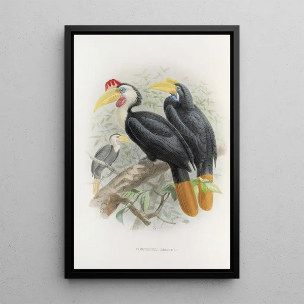 Cranorrhinus corrugatus - Daniel Giraud Elliot — ingelijst kunstwerk aan de muur