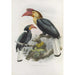 Cranorrhinus leucocephalus - Daniel Giraud Elliot — weergave van het kunstwerk