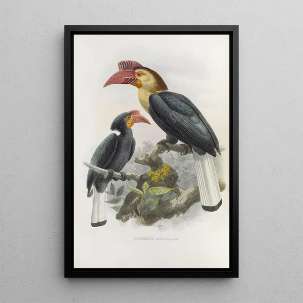 Cranorrhinus leucocephalus - Daniel Giraud Elliot — ingelijst kunstwerk aan de muur