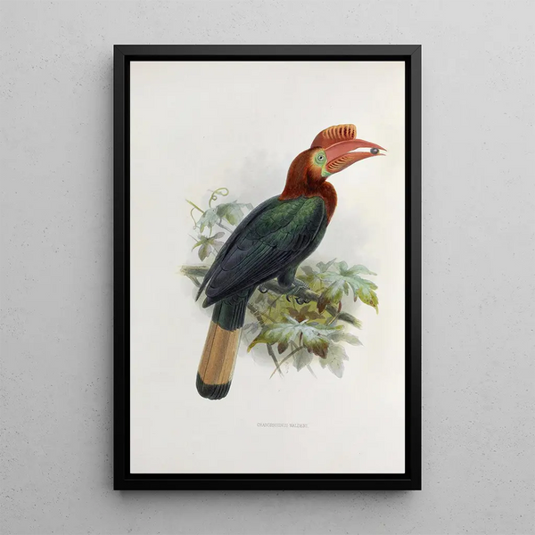 Cranorrhinus waldeni - Daniel Giraud Elliot — ingelijst kunstwerk aan de muur