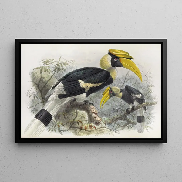 Daniel Giraud Elliot - Dichoceros bicornis.webp