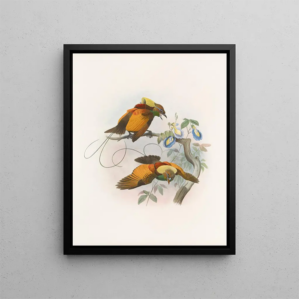 Diphyllodes chrysoptera - Daniel Giraud Elliot — framed artwork on a wall
