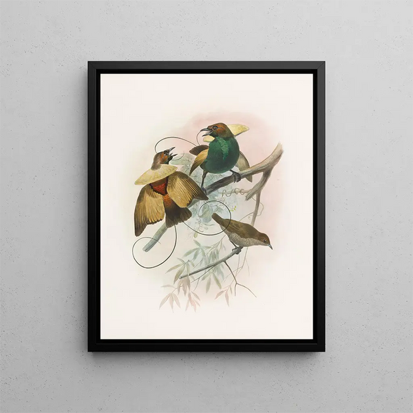 Diphyllodes magnifica - Daniel Giraud Elliot — framed artwork on a wall
