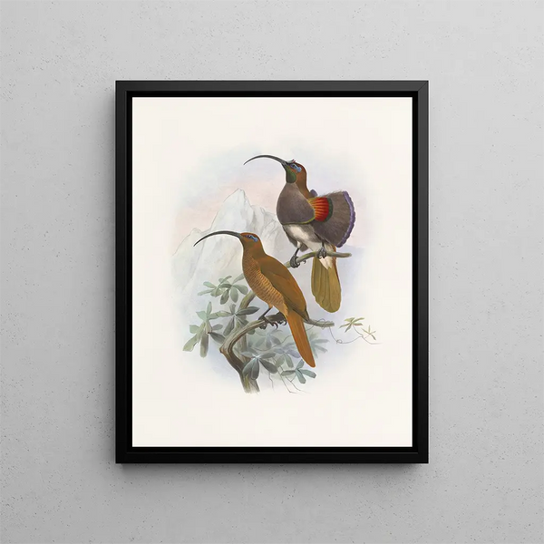 Drepanornis Albertis - Daniel Giraud Elliot — framed artwork on a wall