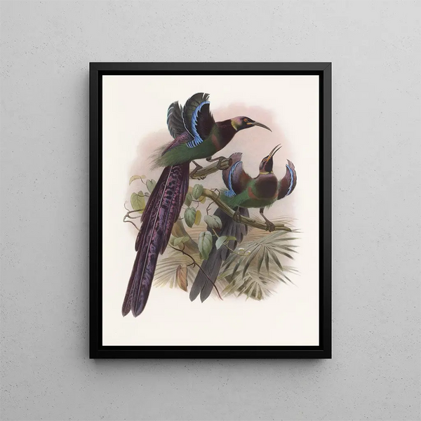 Épimaque Elliot - Daniel Giraud Elliot — ingelijst kunstwerk aan de muur