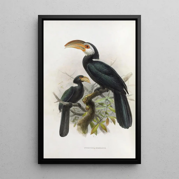 Hydrocissa exarhatus - Daniel Giraud Elliot — ingelijst kunstwerk aan de muur