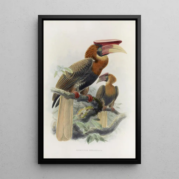 Reproductie van het schilderij Hydrocorax mindanensis - Daniel Giraud Elliot